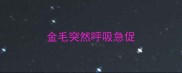 金毛突然呼吸急促