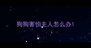 狗狗害怕主人怎么办