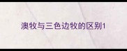 澳牧与三色边牧的区别