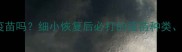 狗狗细小好了要打疫苗吗细小恢复后必打的疫苗种类时间及注意事项全
