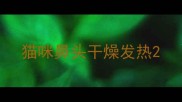 猫咪鼻头干燥发热