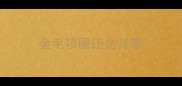 金毛项圈还是背带