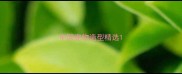中国宠物造型精选