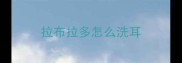 拉布拉多怎么洗耳