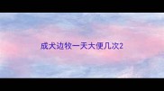 成犬边牧一天大便几次