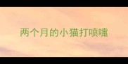 两个月的小猫打喷嚏