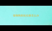 宠物狗到处拉屎怎么办