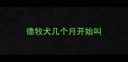 德牧犬几个月开始叫