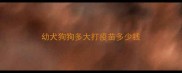 幼犬狗狗多大打疫苗多少钱