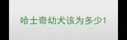 哈士奇幼犬该为多少