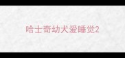 哈士奇幼犬爱睡觉
