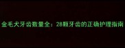金毛犬牙齿数量全28颗牙齿的正确护理指南