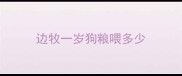 边牧一岁狗粮喂多少