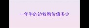 一年半的边牧狗价值多少
