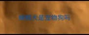 蝴蝶犬是宠物狗吗
