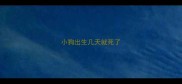 小狗出生几天就死了