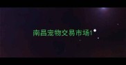 南昌宠物交易市场