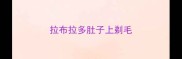 拉布拉多肚子上剃毛