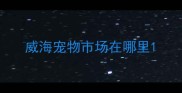 威海宠物市场在哪里