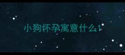 小狗怀孕寓意什么