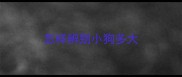 怎样辨别小狗多大