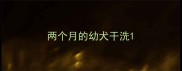 两个月的幼犬干洗