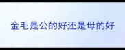 金毛是公的好还是母的好