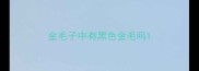 金毛子中有黑色金毛吗
