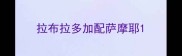 拉布拉多加配萨摩耶