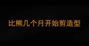 比熊几个月开始剪造型