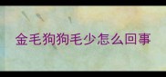 金毛狗狗毛少怎么回事