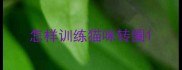 怎样训练猫咪转圈