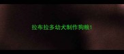 拉布拉多幼犬制作狗粮