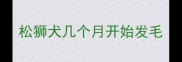 松狮犬几个月开始发毛