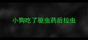 小狗吃了驱虫药后拉虫