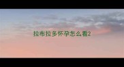 拉布拉多怀孕怎么看