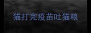 猫打完疫苗吐猫粮