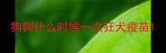 狗狗什么时候一次狂犬疫苗
