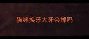 猫咪换牙大牙会掉吗