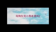 母狗生完小狗老是叫