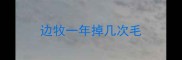 边牧一年掉几次毛