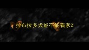 拉布拉多犬能不能看家