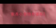 家养小宠物有哪些