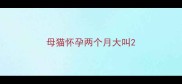 母猫怀孕两个月大叫