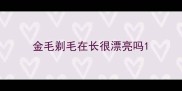 金毛剃毛在长很漂亮吗