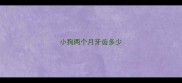 小狗两个月牙齿多少