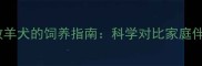 哈士奇与牧羊犬的饲养指南科学对比家庭伴侣犬选择