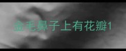 金毛鼻子上有花瓣
