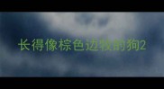 长得像棕色边牧的狗