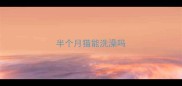 半个月猫能洗澡吗